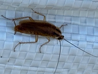 Likvidace švábů ve skladu