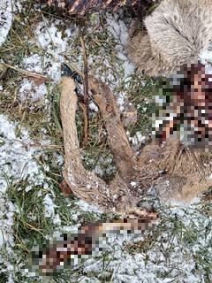 Odvoz uhynulého zvířete v Pardubicích